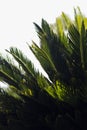 Sunlight falling on a palm like tree Royalty Free Stock Photo