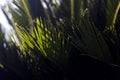 Sunlight falling on a palm like tree Royalty Free Stock Photo