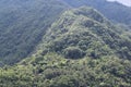 SUNLIGHT FALLING ON SUB TROPICAL FORESTS Royalty Free Stock Photo