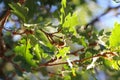 Acorn on the oak branch in the sun Royalty Free Stock Photo