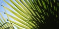 Sunlight falls through palm leaf. Aged photo.