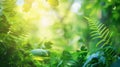 Sunlight through fern tree leaves in forest Royalty Free Stock Photo