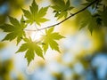 Sunlight filtering through delicate green maple leaves in spring Royalty Free Stock Photo
