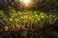 Sunlight Filtering Through The Delicate Radish Sprouts In The Field. Generative AI Royalty Free Stock Photo