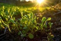 Sunlight Filtering Through The Delicate Sprouts In The Field. Generative AI Royalty Free Stock Photo