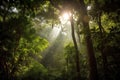 sunlight filtering through the dense canopy of the amazonas, creating a magical atmosphere