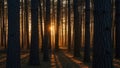 Sunlight filtering through dense forest of tall pine trees with warm golden glow at sunrise or sunset Royalty Free Stock Photo