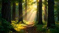 Sunlight Filtering Through Dense Forest Trees Royalty Free Stock Photo