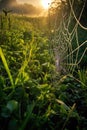 sunlight filtering through dew-covered spider web Royalty Free Stock Photo