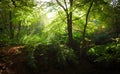 Sunlight filtering through the forest.