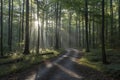 Sunlight filtering through forest trees Royalty Free Stock Photo