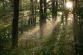 Sunlight filtering through forest trees Royalty Free Stock Photo