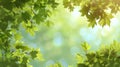 Sunlight Filtering Through Fresh Green Leaves on a Bright Spring Day Royalty Free Stock Photo