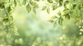 Sunlight Filtering Through Fresh Green Leaves on a Bright Spring Day Royalty Free Stock Photo