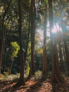 sunlight filtering through the leaves of tall giant trees in a dense forest Royalty Free Stock Photo