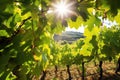 sunlight filtering through leaves in a vineyard