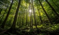 Sunlight filtering through lush forest canopy Royalty Free Stock Photo