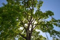 Sunlight filtering through oak tree crown