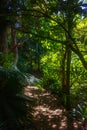 Sunlight filtering onto a narrow foot path winding through a tropical forest on the slope of a hill. Totara Park Royalty Free Stock Photo