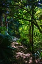 Sunlight filtering onto a narrow foot path winding through a tropical forest on the slope of a hill. Totara Park Royalty Free Stock Photo