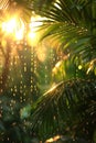 Sunlight Filtering Through Palm Tree Leaves Royalty Free Stock Photo