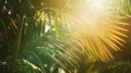 Sunlight Filtering Through Palm Tree Leaves Royalty Free Stock Photo