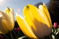 Sunlight filtering through the petals of a tulip