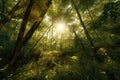 sunlight filtering through recovering forest canopy