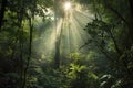 sunlight filtering through recovering forest canopy