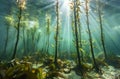 Sunlight filtering through a serene underwater kelp forest Royalty Free Stock Photo