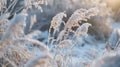 Sunlight filtering through snowy plants in a frost-covered field Royalty Free Stock Photo