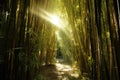 sunlight filtering through tall bamboo stalks