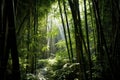 sunlight filtering through tall bamboo stalks