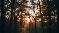 Sunlight filtering through the trees in a dense forest at sunset Royalty Free Stock Photo