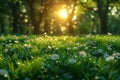 Sunlight filtering through trees onto field of daisies in natural landscape Royalty Free Stock Photo