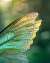 Sunlight Filtering Through a Vibrant Green Leaf