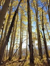 Sunlight filtering through yellow aspen