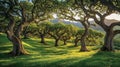 Sunlight filters through ancient oak trees on a rolling hillside Royalty Free Stock Photo