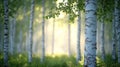 Sunlight filters birch forest, early morning Royalty Free Stock Photo