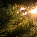 The pine needles, emphasizing their green hue and natural arrangeme Royalty Free Stock Photo