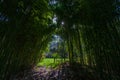 Sunlight filters through a dense bamboo forest, creating a textured green tunnel