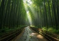 Dense bamboo forest lining a paved stone path, creating a serene Royalty Free Stock Photo