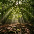 The dense canopy of a forest, creating beams of light that illuminate Royalty Free Stock Photo