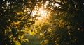 Sunlight filters through a dense canopy Royalty Free Stock Photo