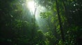 Sunlight filtering through jungle trees in natural landscape Royalty Free Stock Photo