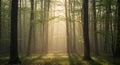 Sunlight filters through a dense forest generated