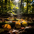 Sunlight filters through a dense forest Royalty Free Stock Photo