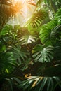 Sunlight filters through foliage of a tropical jungle Royalty Free Stock Photo