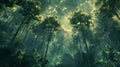 Sunlight filters through the forest canopy onto the terrestrial plants below Royalty Free Stock Photo