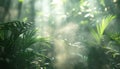 Sunlight filters through jungle trees, illuminating the lush landscape Royalty Free Stock Photo